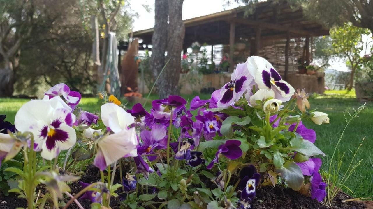 Agriturismo Sa E Padedda Mores Екстер'єр фото